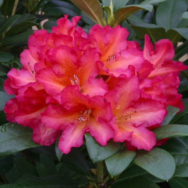 Rhododendron Golden Gate