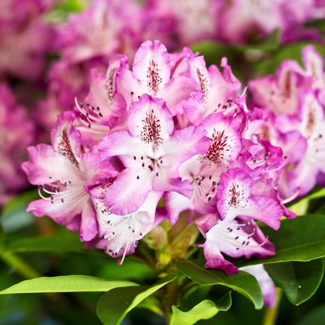 Rhododendron Etoile de Sleidinge