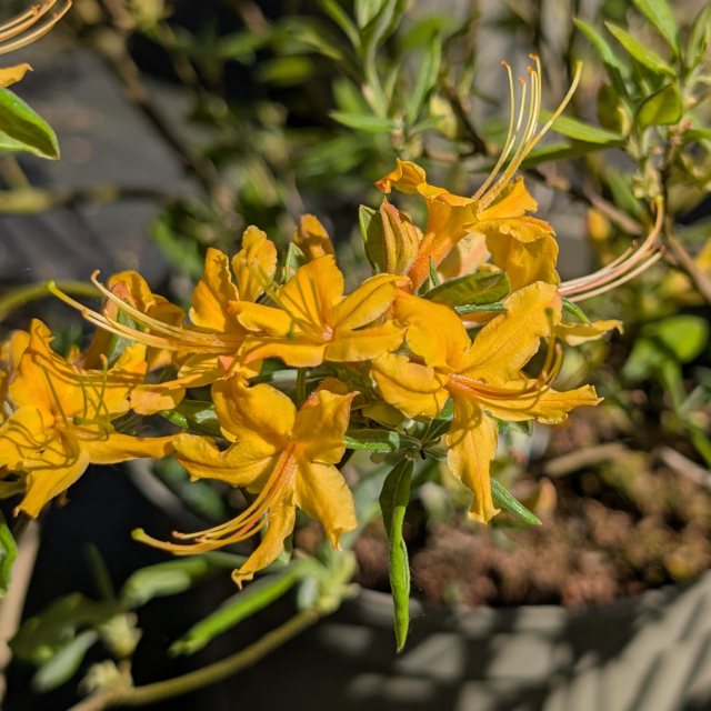 Deciduous Azalea flammeum
