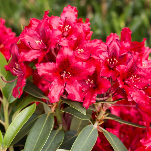 Rhododendron Taragona