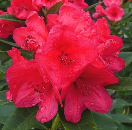 Rhododendron Mayor Johnson