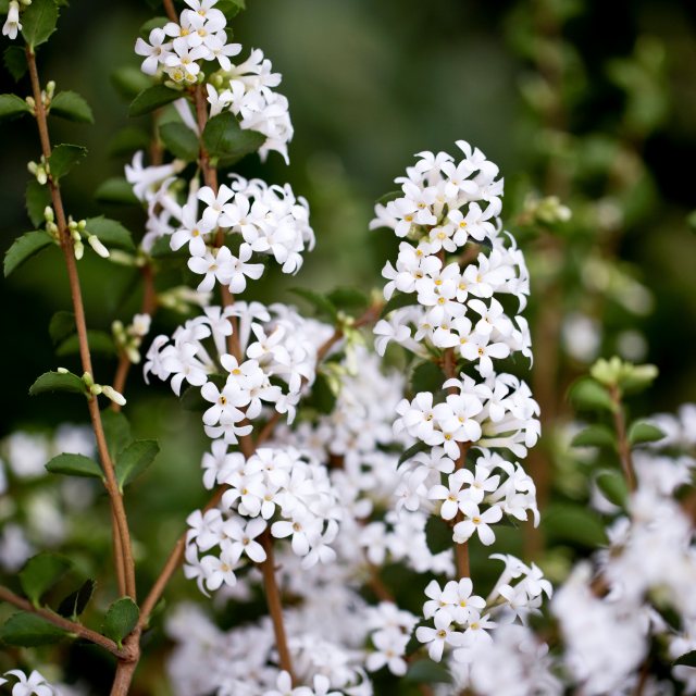 Osmanthus delavayi AGM