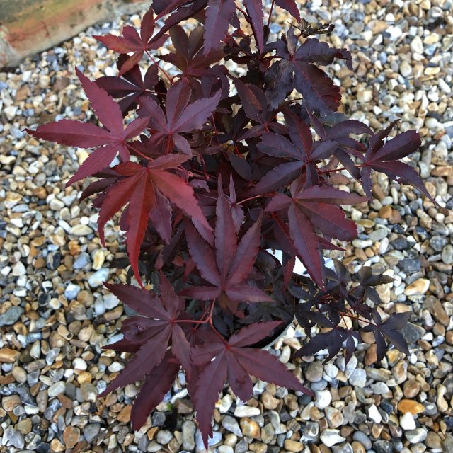 Acer palmatum 'Twombly's Red Sentinel'