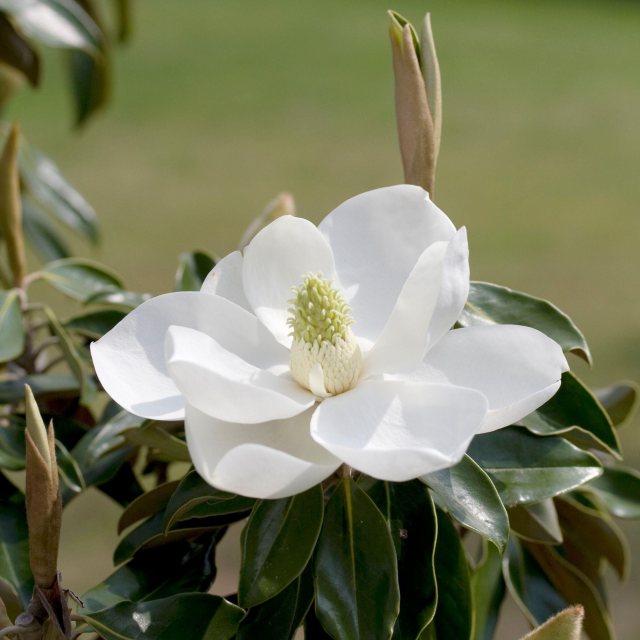 Magnolia Flowers, Varieties and Planting Tips - Flower Magazine