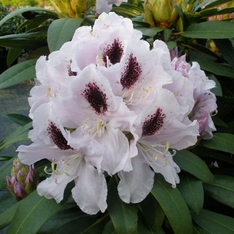 Rhododendron Calsap INKARHO