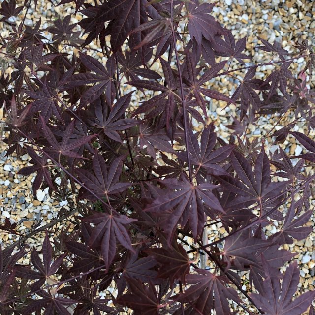 Acer palmatum 'Atropurpureum'