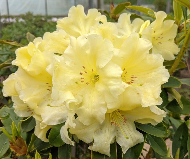 Rhododendron Monkey Jane