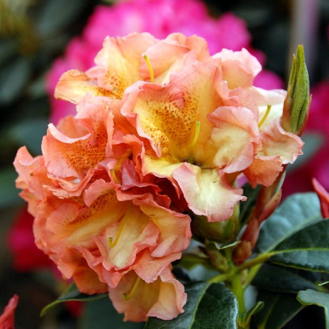 Rhododendron Orange Flirt INKARHO
