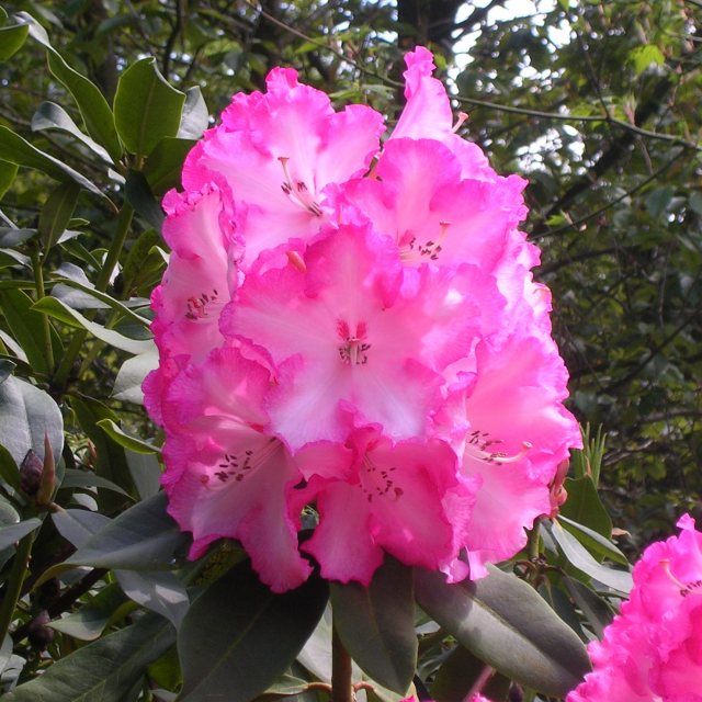 Rhododendron Point Defiance