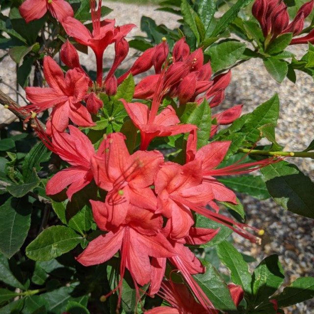 Deciduous Azalea Summer Beauty