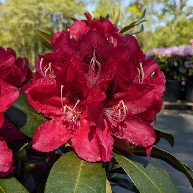 Rhododendron Karl Naue