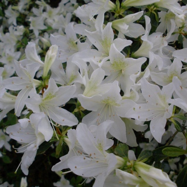 Evergreen Azalea Palestrina AGM