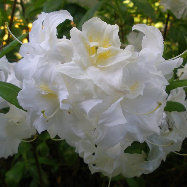 Deciduous Azalea Double Damask