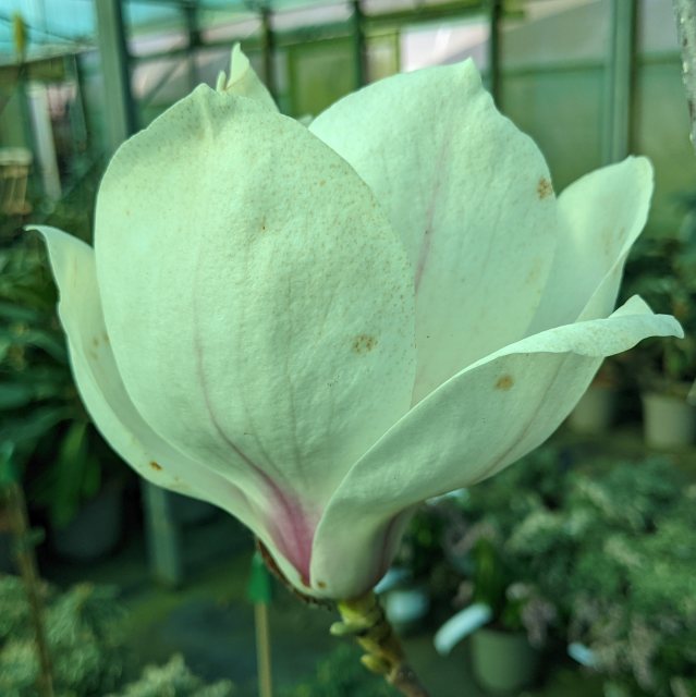 Magnolia veitchii