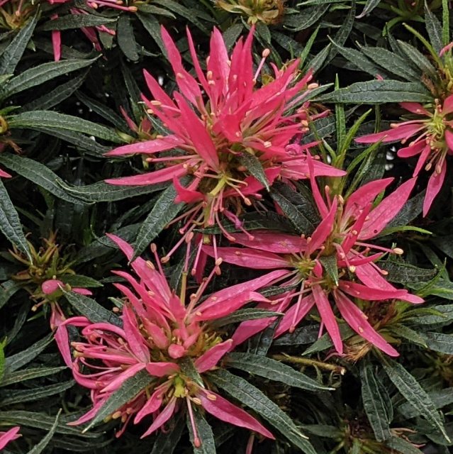 Evergreen Azalea 'Star Style' Pink