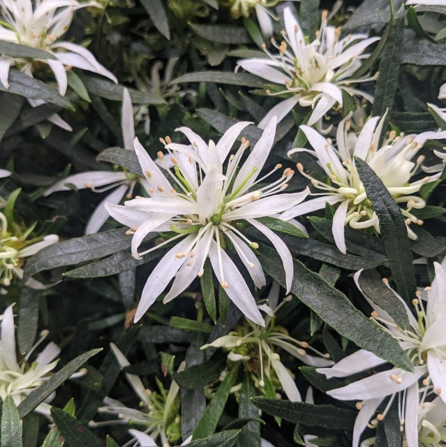 Evergreen Azalea 'Star Style' White