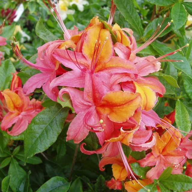 Deciduous Azalea Fruit Salad