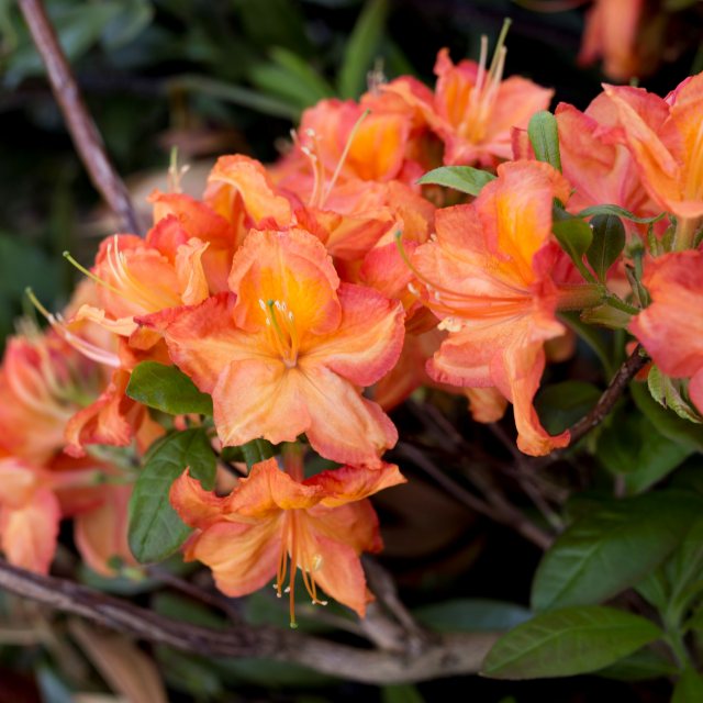 Deciduous Azalea Fireworks