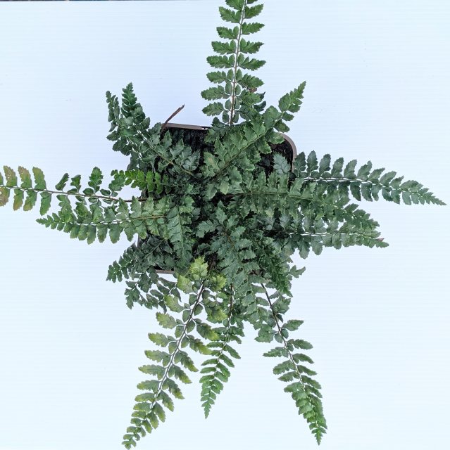 Polystichum polyblepharum AGM