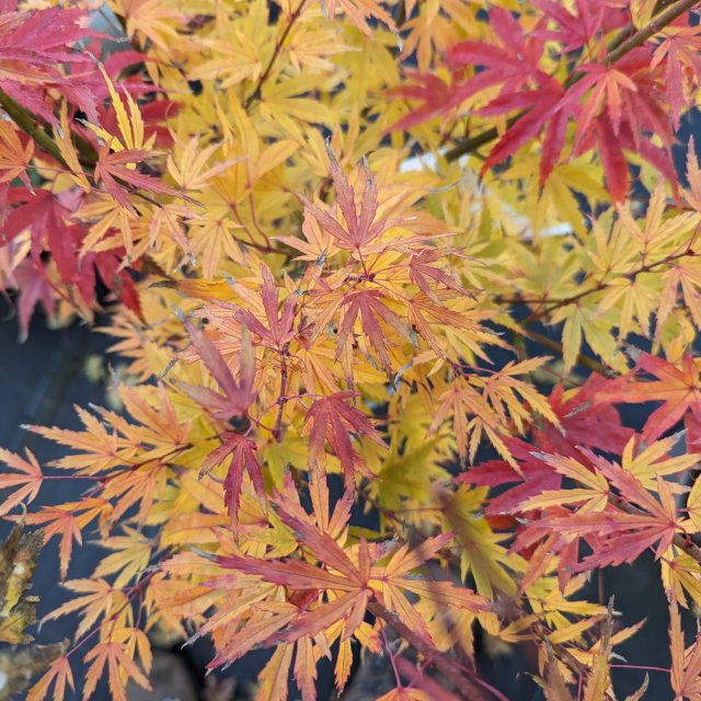 Acer palmatum 'Wilson's Pink Dwarf'