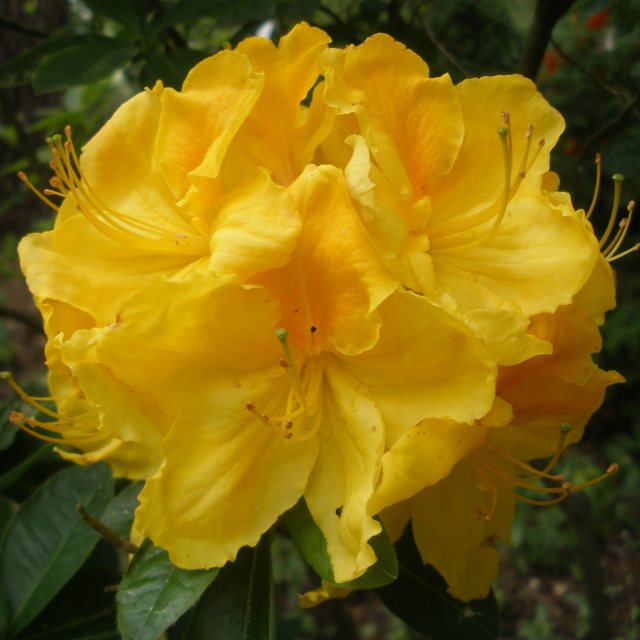 Deciduous Azalea Sovereign
