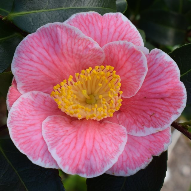 Camellia  japonica 'Adelina Patti' AGM