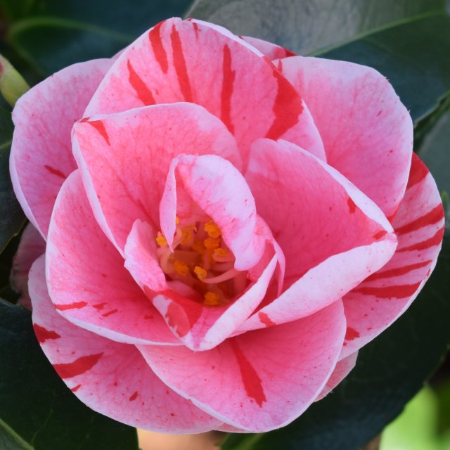 Camellia japonica 'Tricolor'  AGM