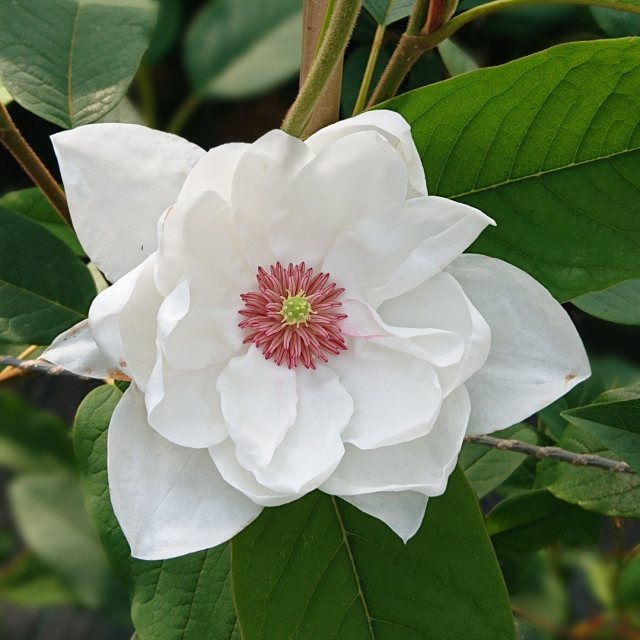 Magnolia wilsonii 'Eileen Baines'