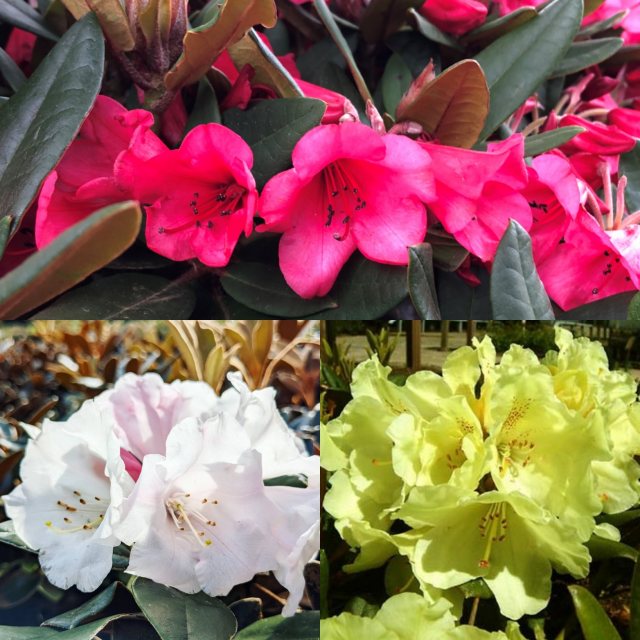 Compact Rhodo Box Deal (3 x 7.5 litre plants)