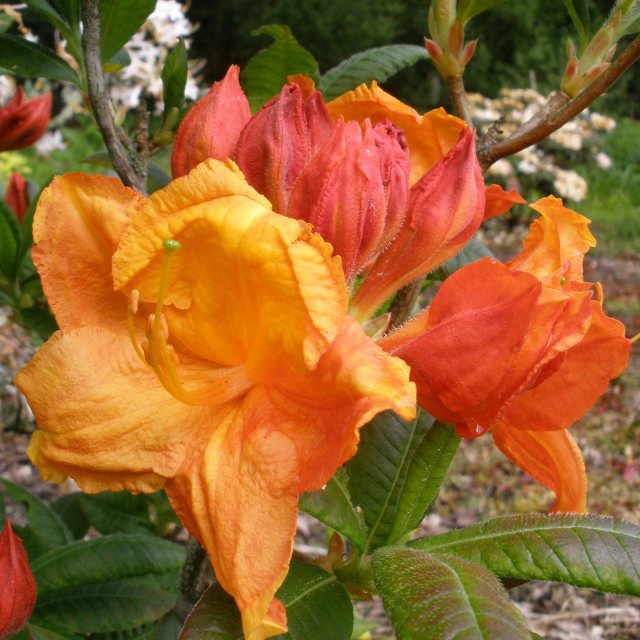 Deciduous Azalea Glowing Embers