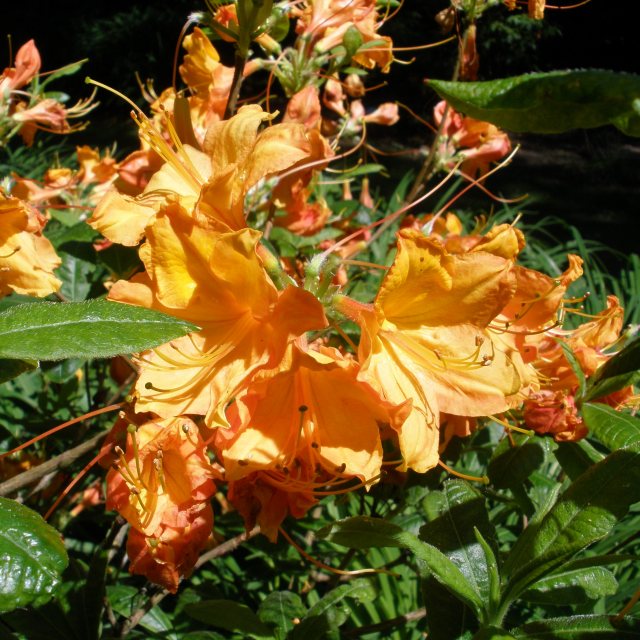Azalea Glowing Embers - Buy Glowing Embers Rhododendrons online - Millais  Nurseries