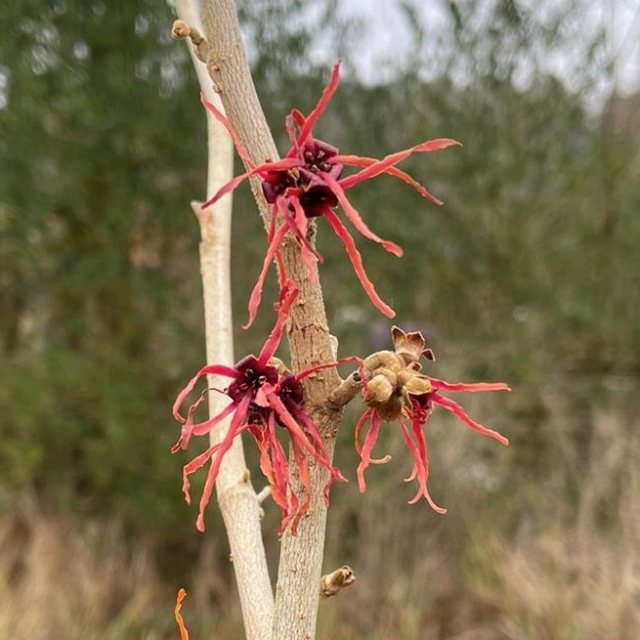 Hamamelis intermedia Fire Cracker ('Feuerzauber')