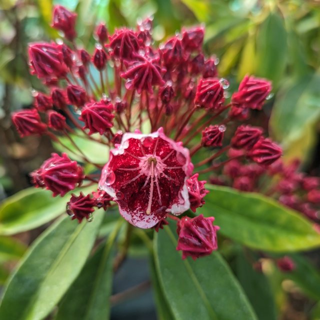 Kalmia latifolia 'Kaleidoscope'