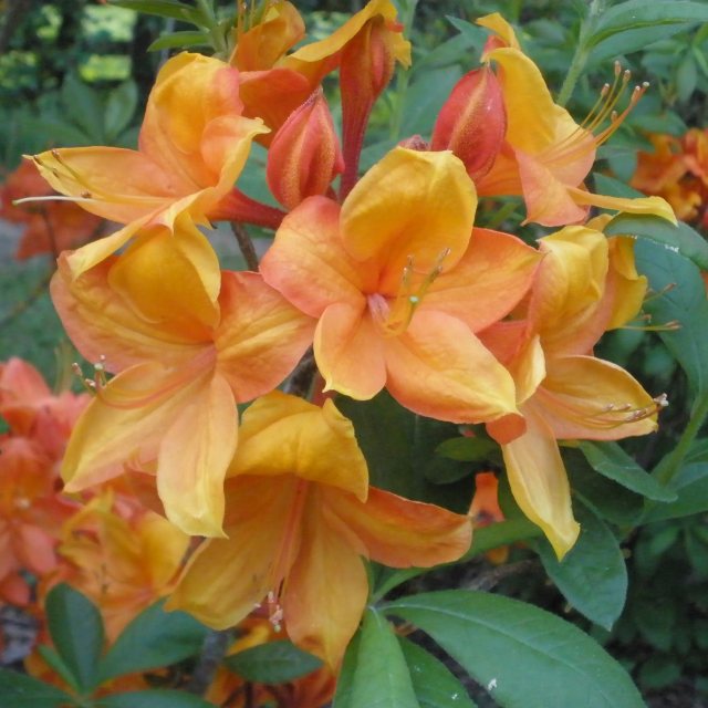 Golden Eagle Deciduous Azalea - Buy Rhododendron Golden Eagle online -  Millais Nurseries