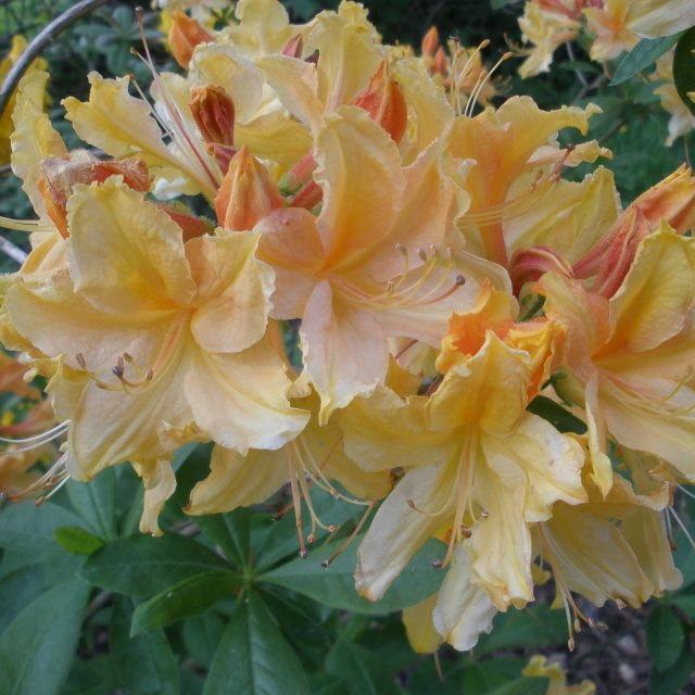 Deciduous Azalea Golden Lights