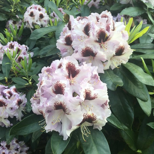 Rhododendron Pinguin INKARHO