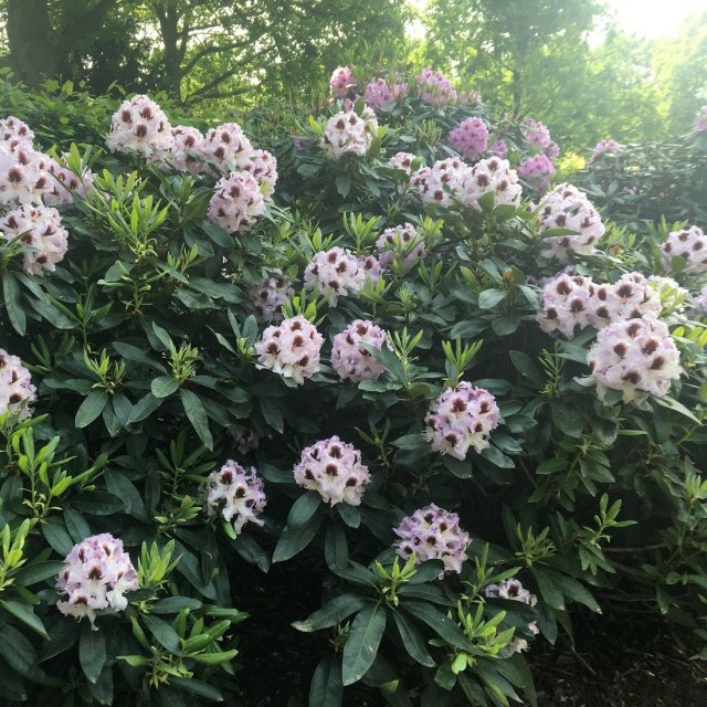Rhododendron Pinguin INKARHO - INKARHO Lime-tolerant Rhododendrons -  Millais Nurseries
