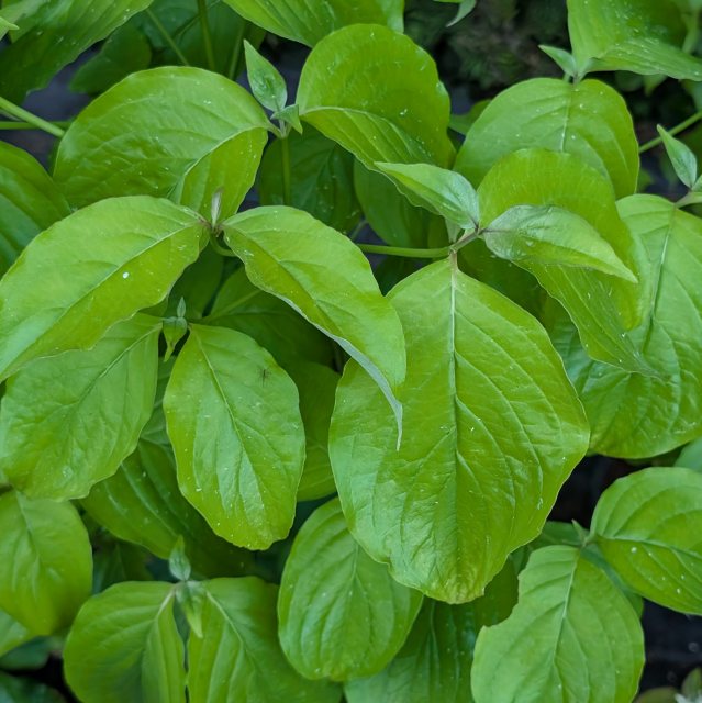 Cornus florida