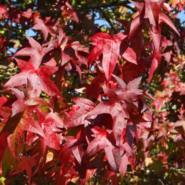 Liquidambar styraciflua 'Lane Roberts' AGM