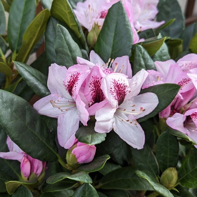 Rhododendron Autumn Joy (Herbstfreude)