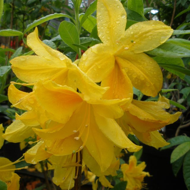 Deciduous Azalea Goldtopas