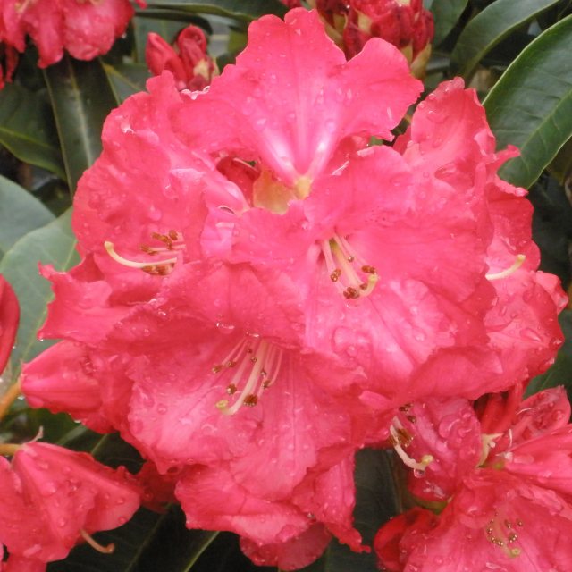 Rhododendron Halfdan Lem  AGM (Second's)