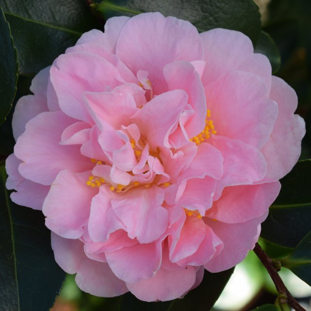 Camellia japonica 'King's Ransom'