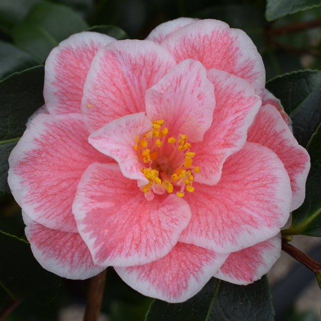 Camellia japonica 'Yours Truly'