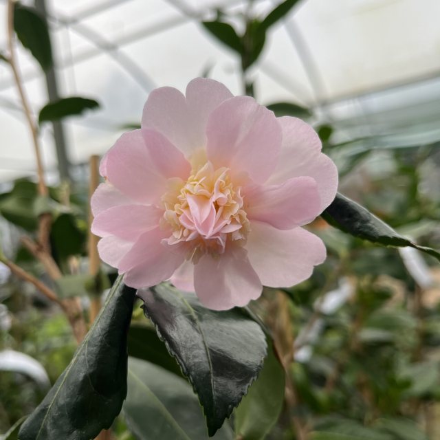 Camellia oleifera hyb 'Winter's Interlude'