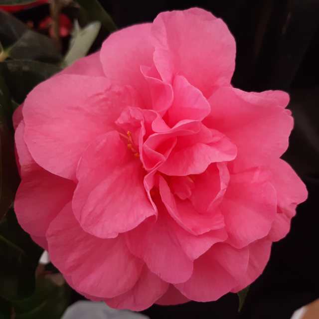 Camellia x williamsii 'Yesterday'