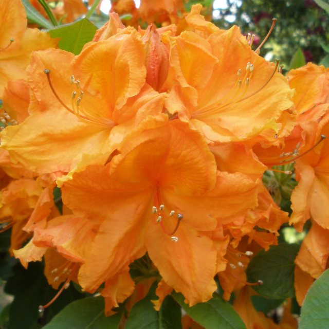 Deciduous Azalea Hanger's Flame