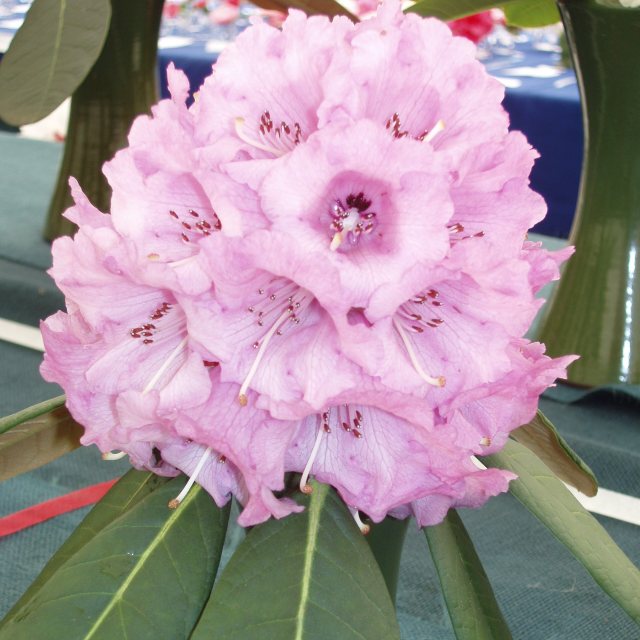 Rhododendron Colonel Rogers