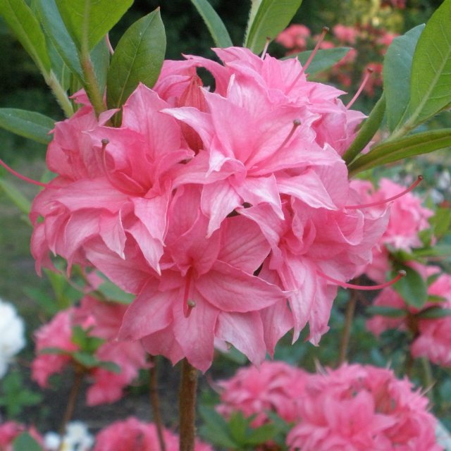 Deciduous Azalea Homebush  AGM STANDARD
