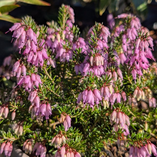 Erica carnea 'March Seedling' AGM